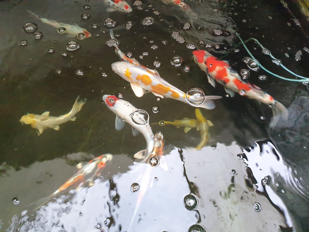 Maple Koi photo 3