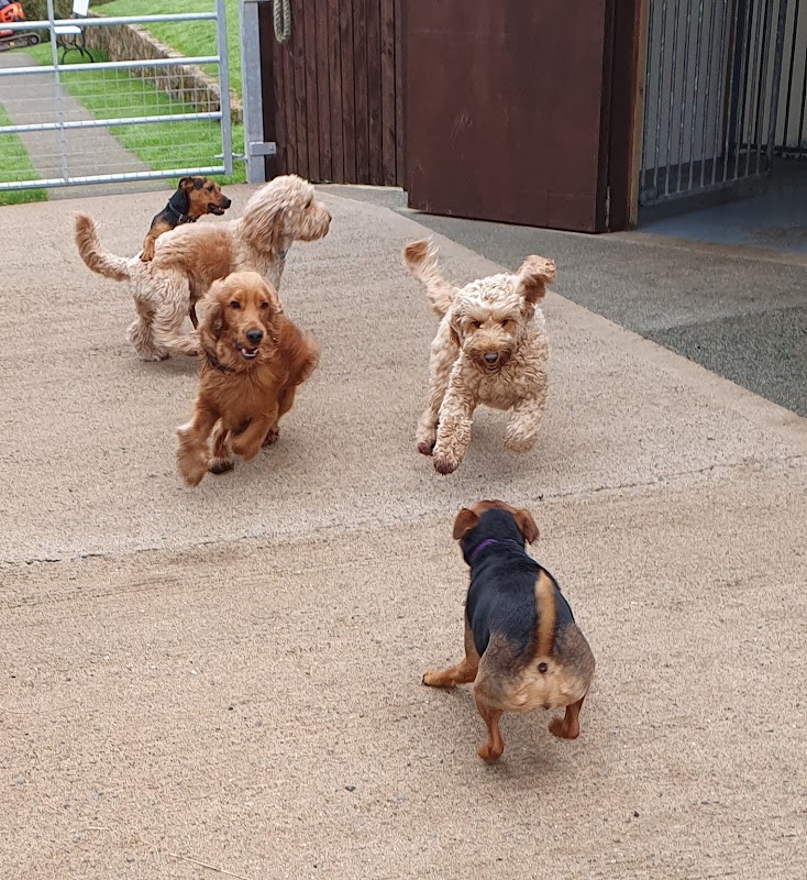 millbrook kennels