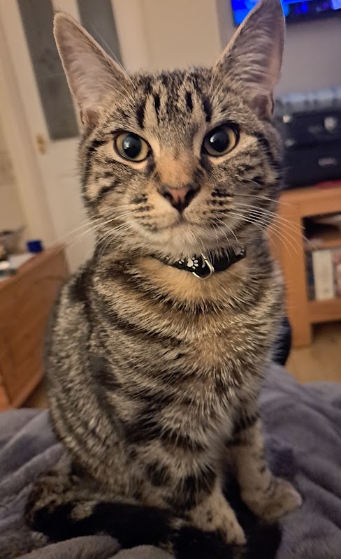 Cliffe Cattery