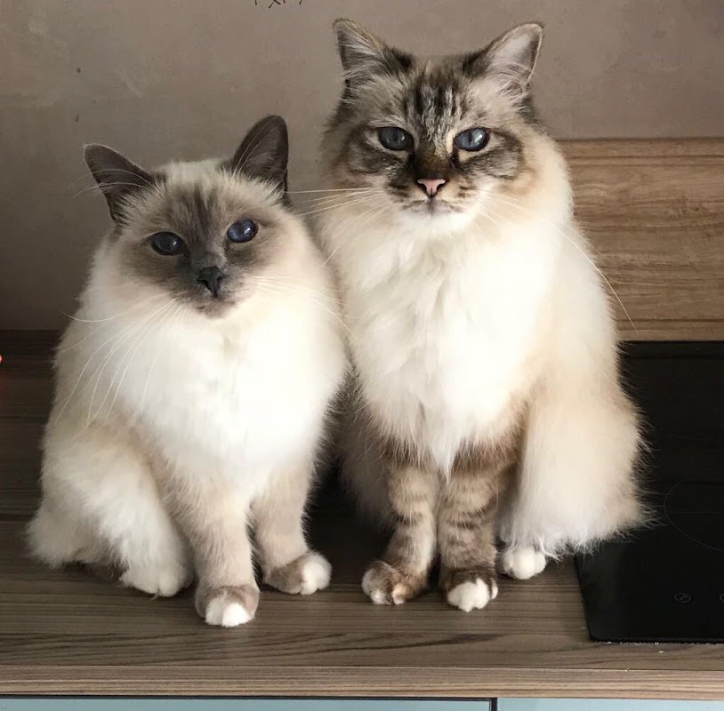 Cliffe Cattery photo 3