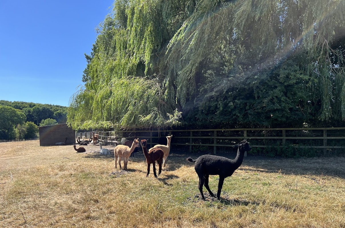 Chalet Kennels