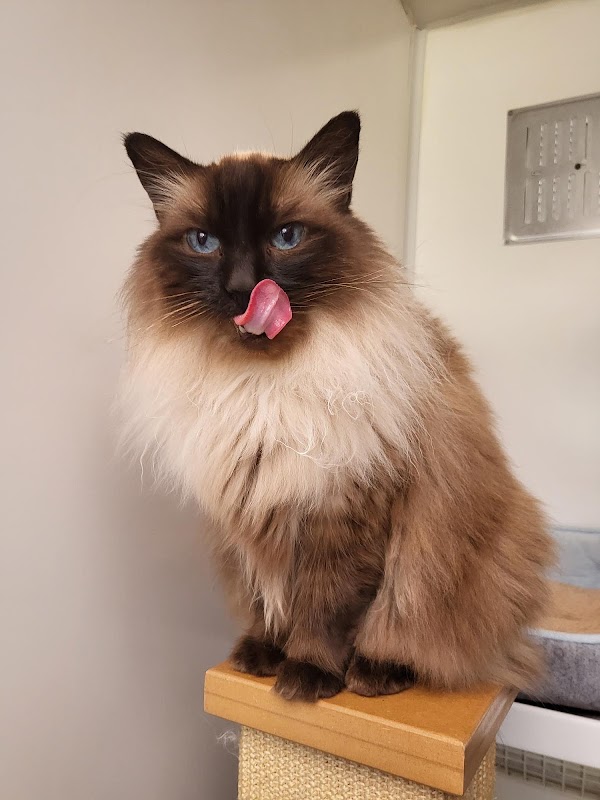 Charlie's Cattery photo 3