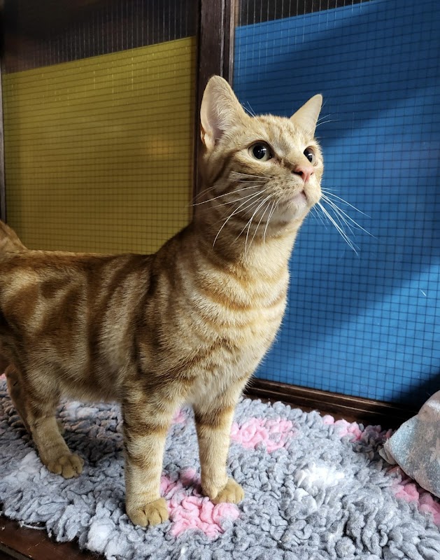 Charlie's Cattery photo 1
