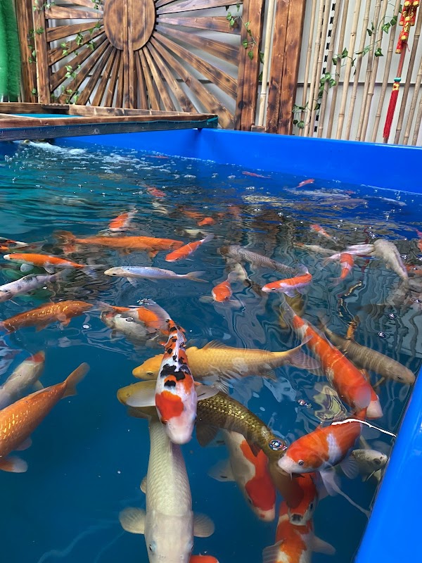 Five Towns Koi Ltd photo 2