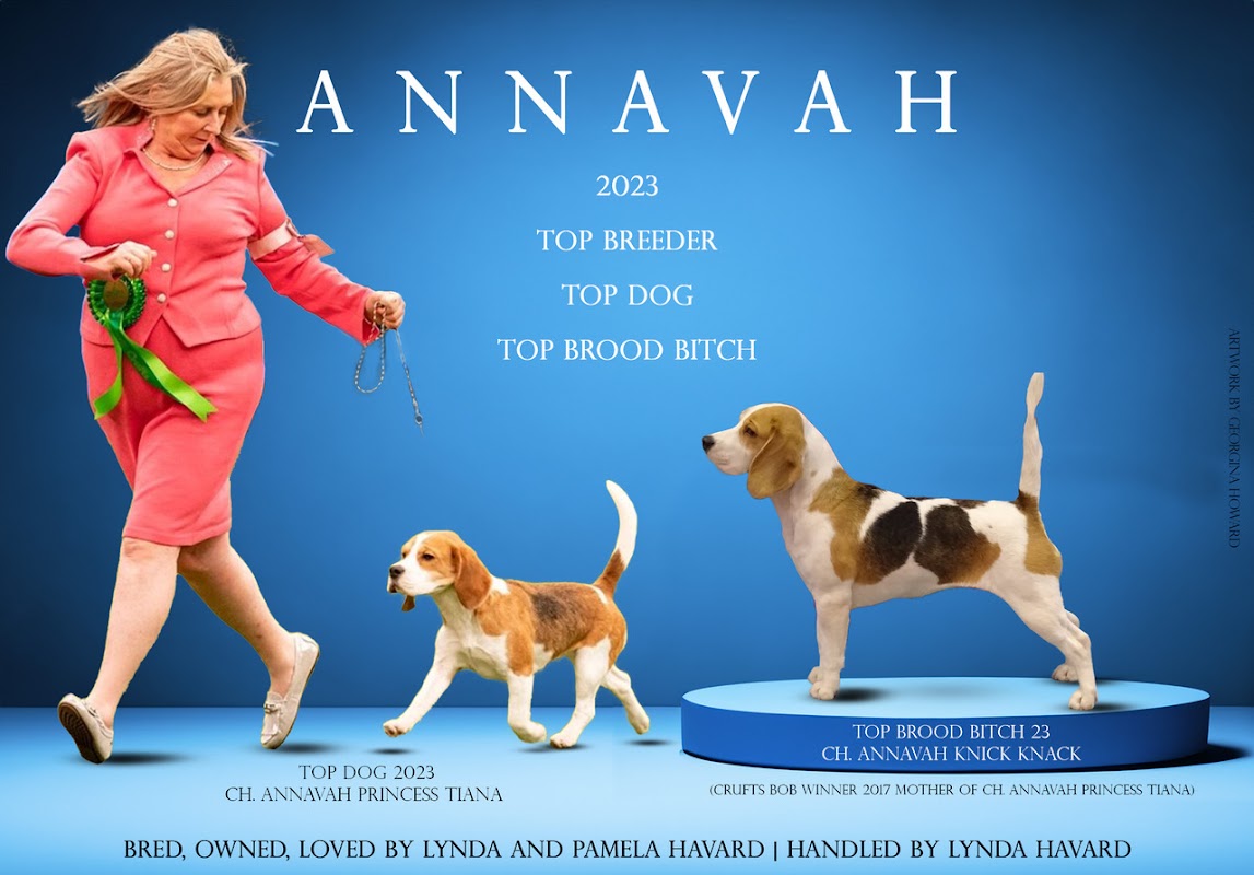 Annavah Beagles photo 2