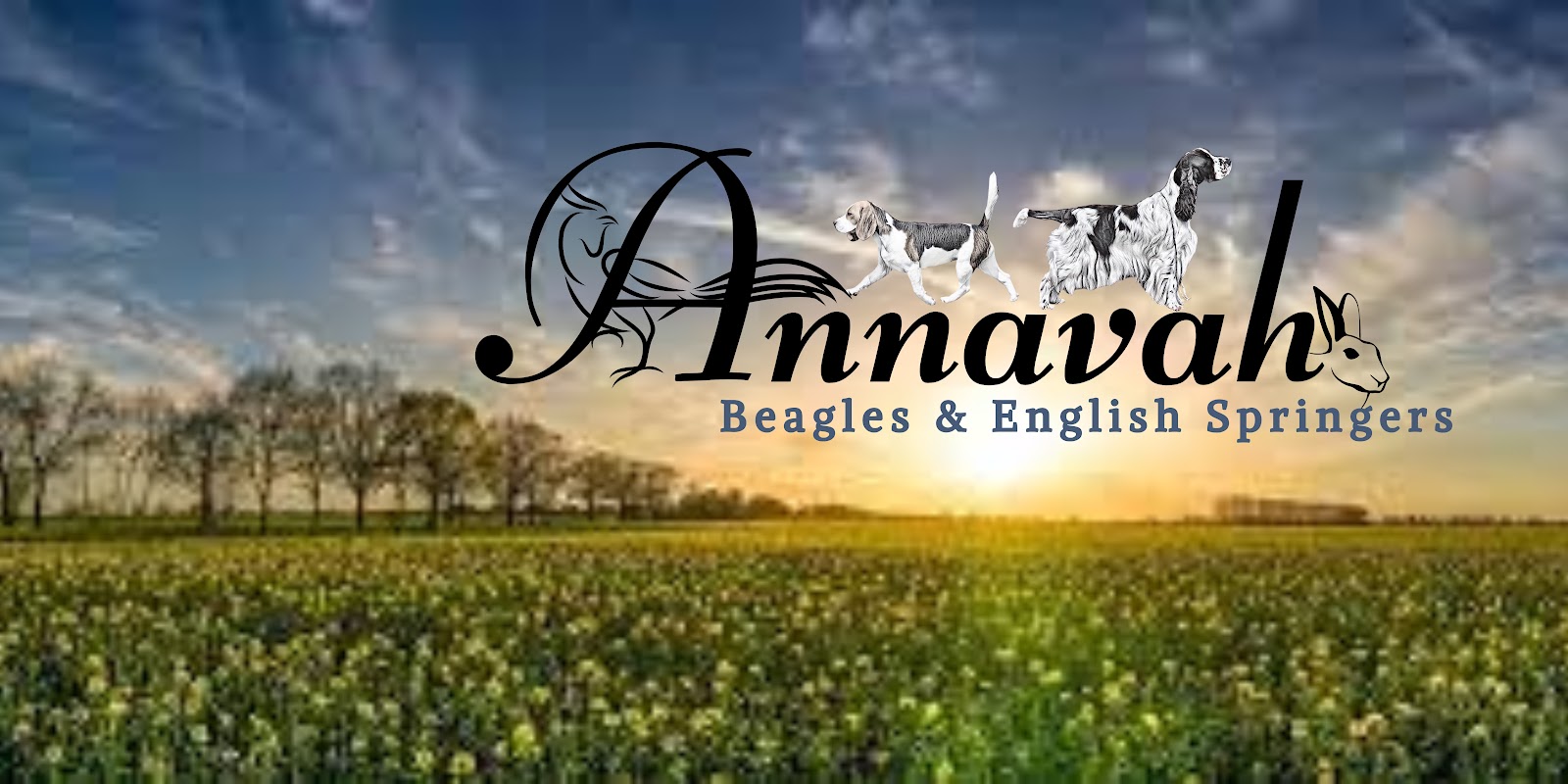Annavah Beagles photo 3