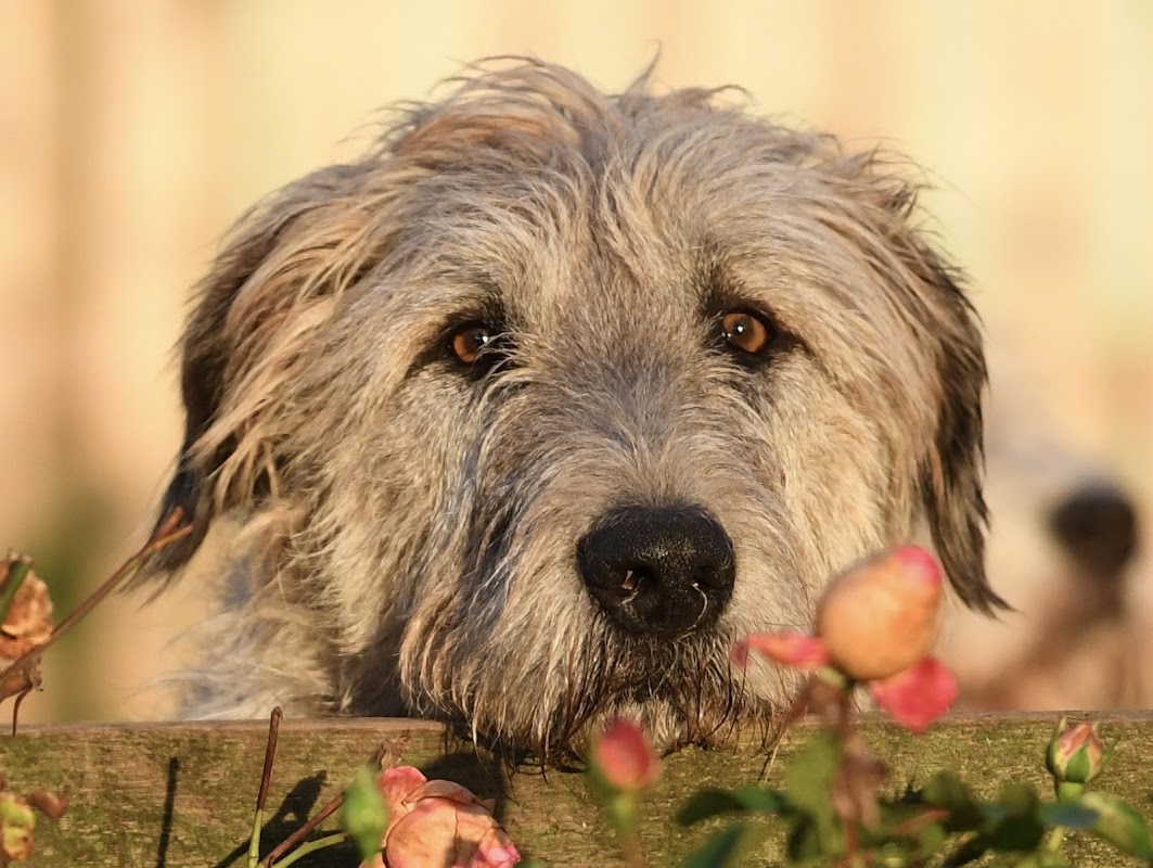 Bonaforte Irish Wolfhounds photo 3