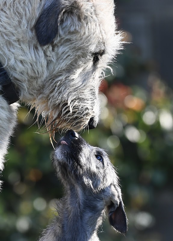 Bonaforte Irish Wolfhounds photo 2