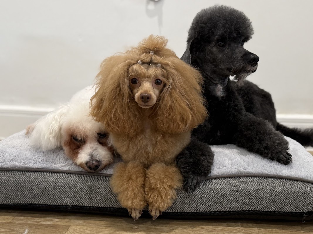 The Poodle Standard