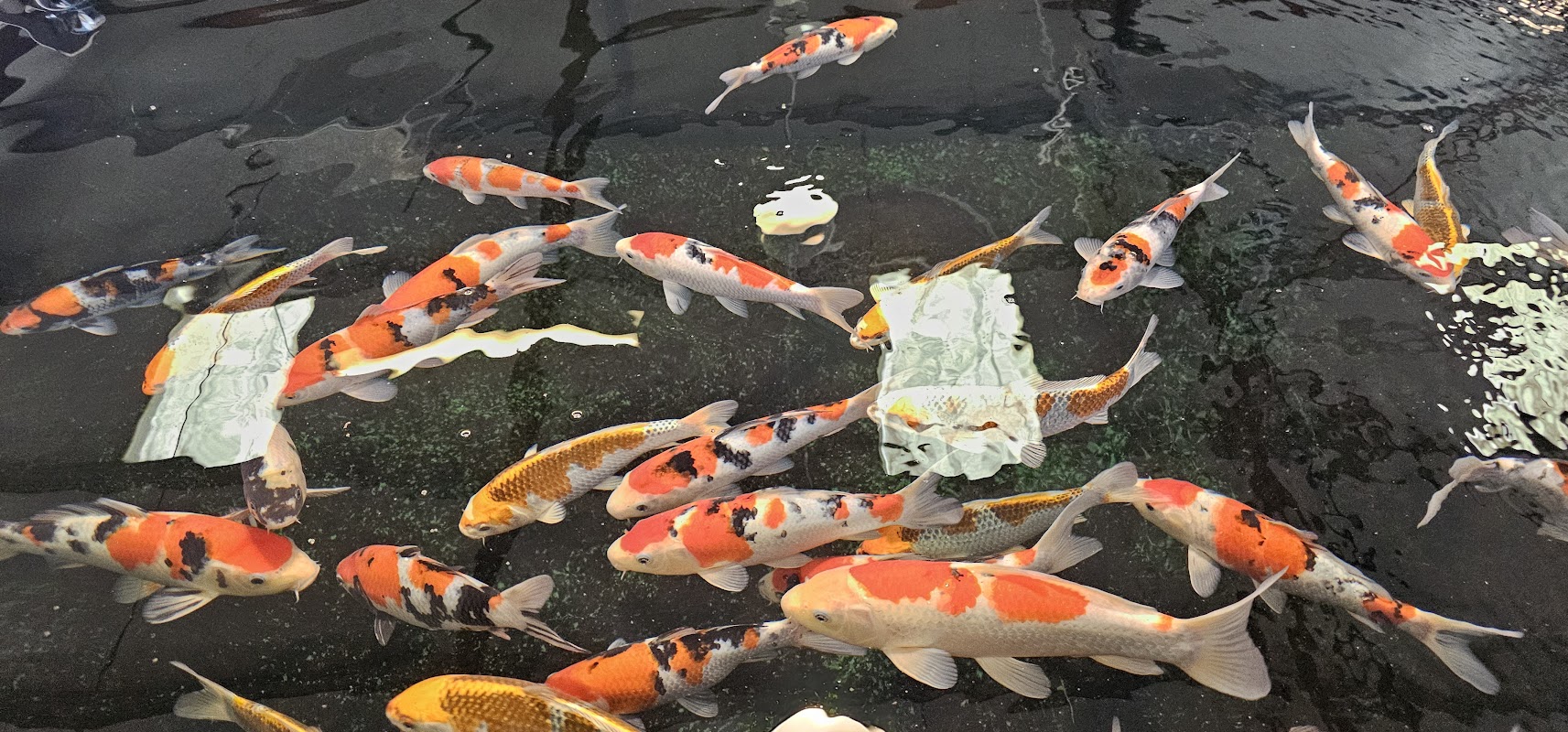South West Koi photo 1