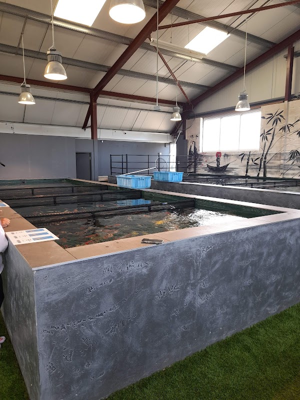 South West Koi photo 2