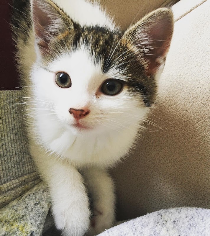 Huscote Cattery