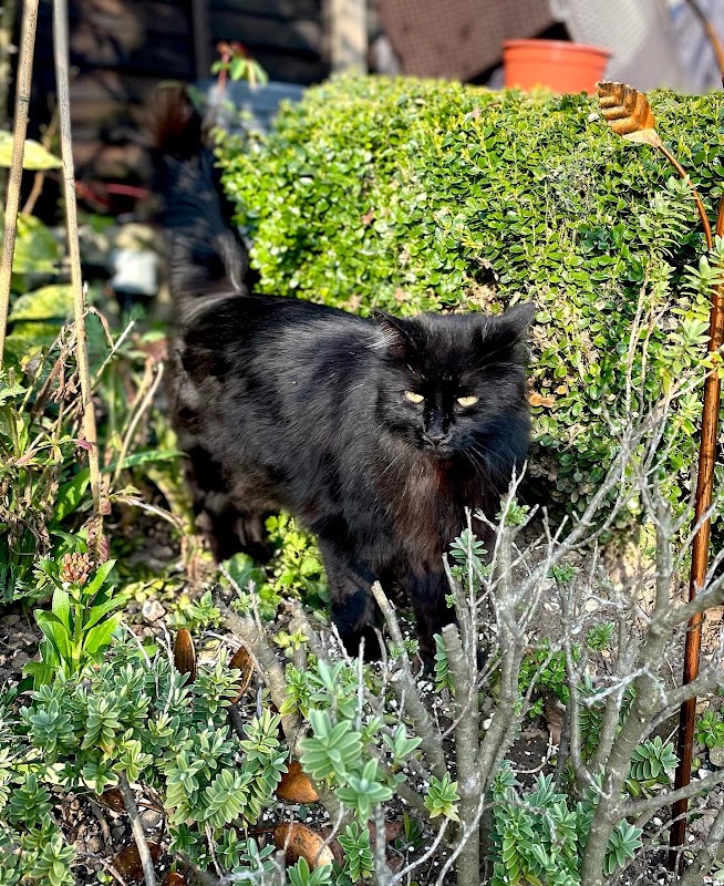 Huscote Cattery photo 3