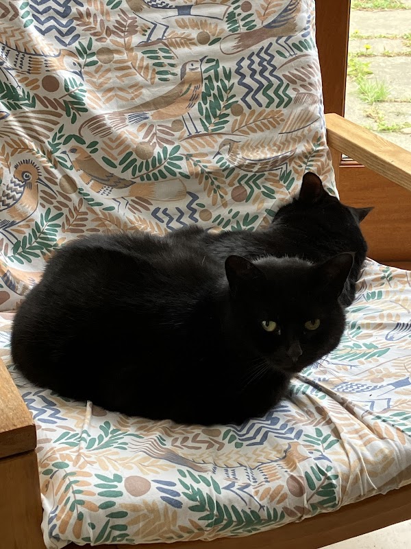Huscote Cattery photo 2