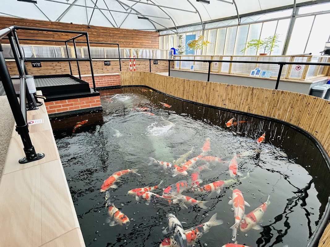 Shosha Koi