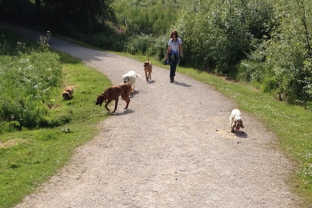 Woofers Home Dog Care photo 2