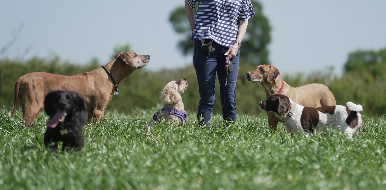Woofers Home Dog Care photo 3