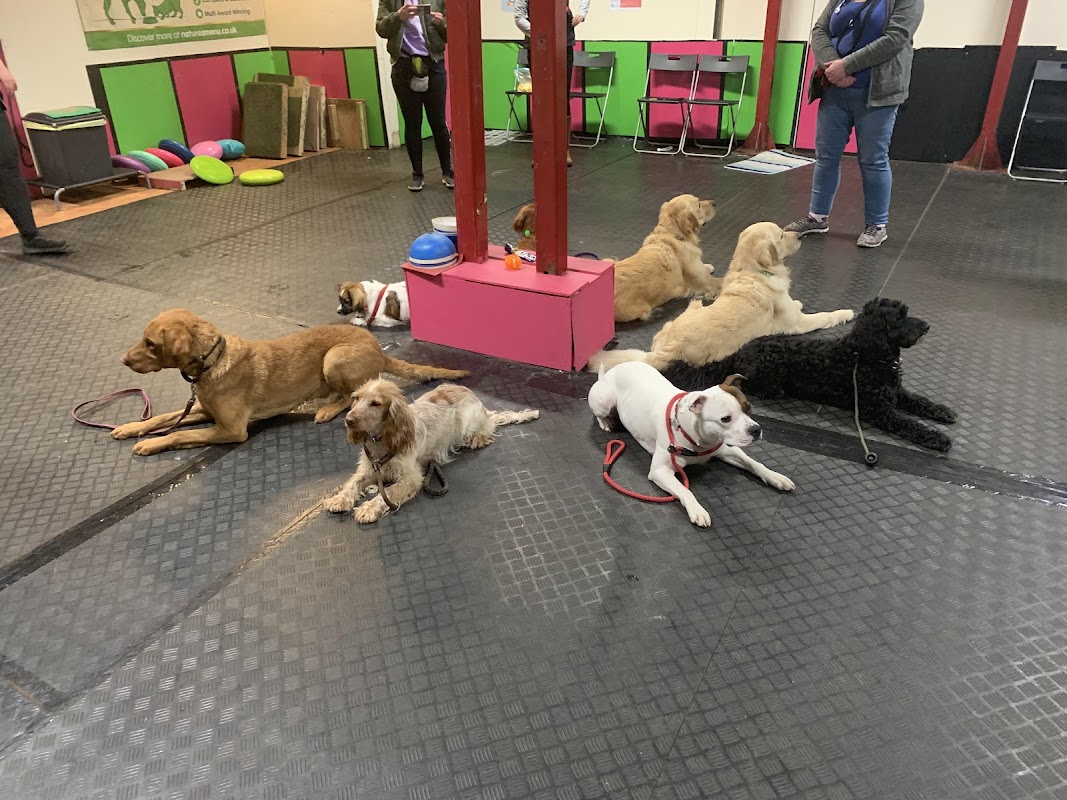 Davina's Walkabout Hounds photo 2