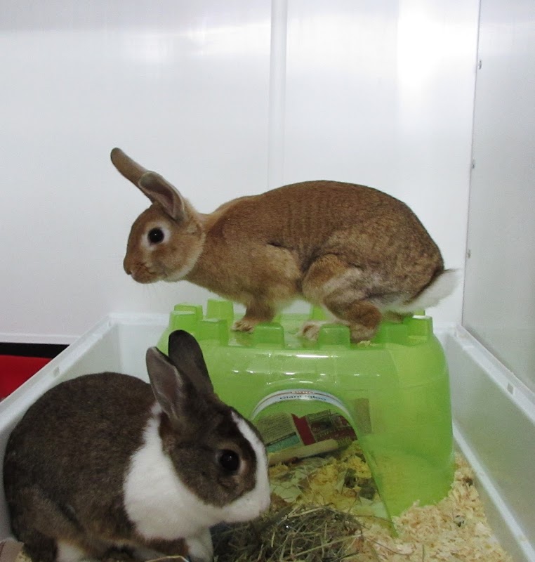 Castlerock Cattery photo 3