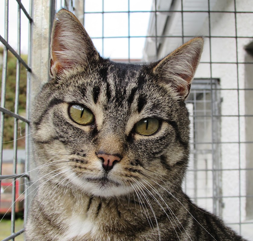 Castlerock Cattery photo 2