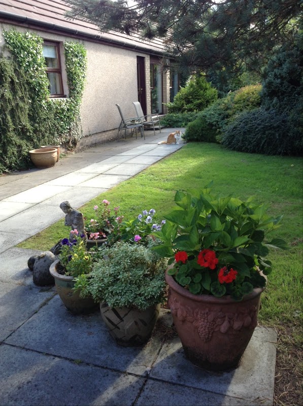 Adam's Purrfect Cattery photo 3