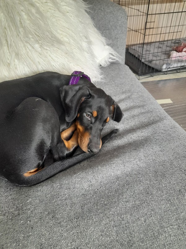 Mikjulora Dobermanns photo 2