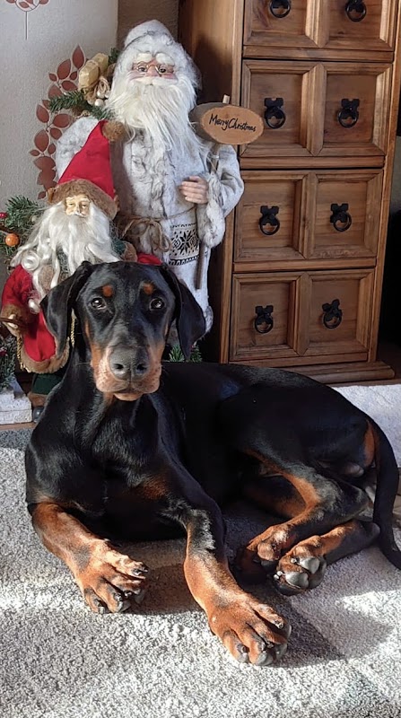Mikjulora Dobermanns photo 3