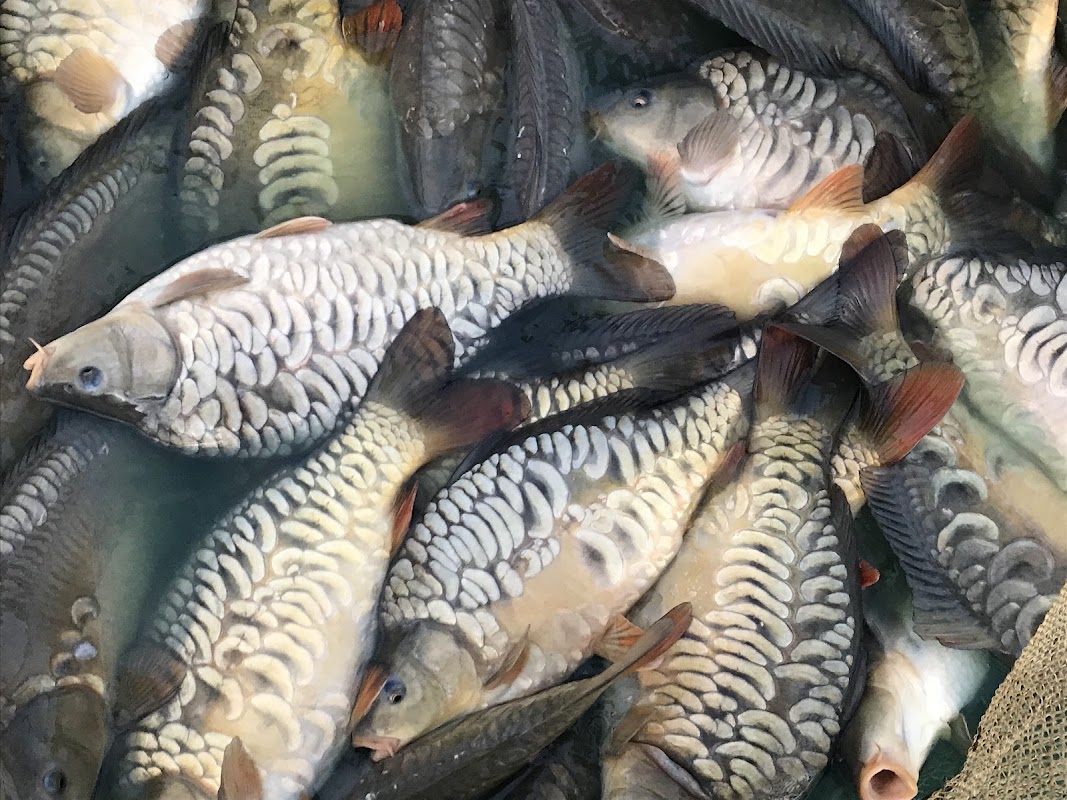Lana Springs Fish Farm photo 3