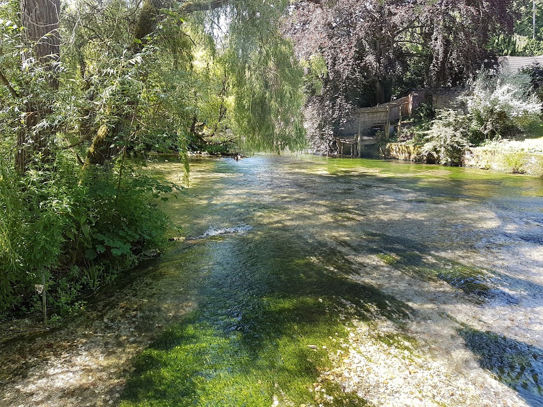 Golden Pond Fishery
