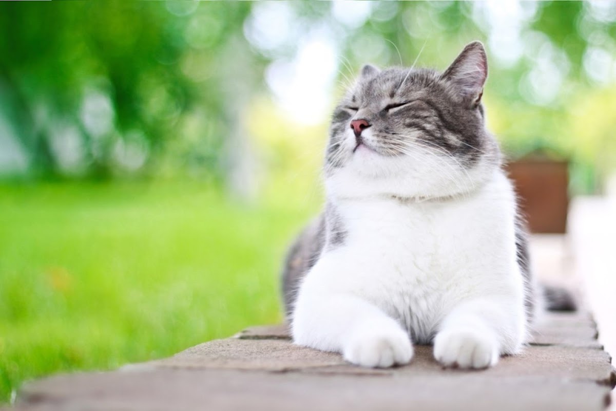 Capton Cattery