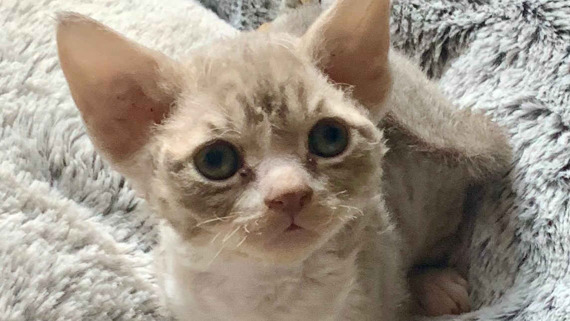 Banjaks Devon Rex photo 2