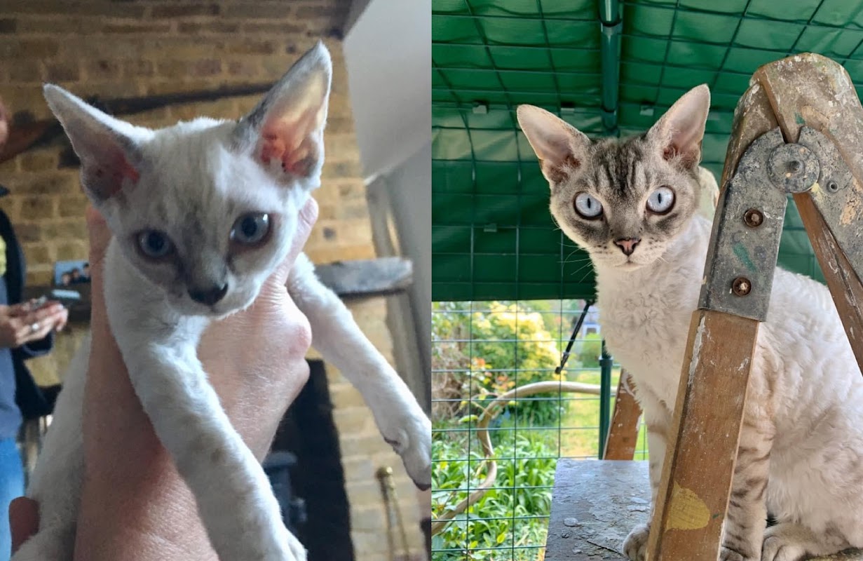Banjaks Devon Rex photo 3