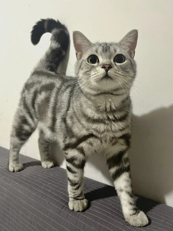 Sweet cattery