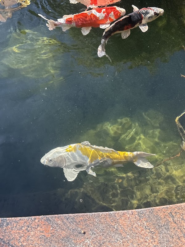 EcoSystem Koi photo 3