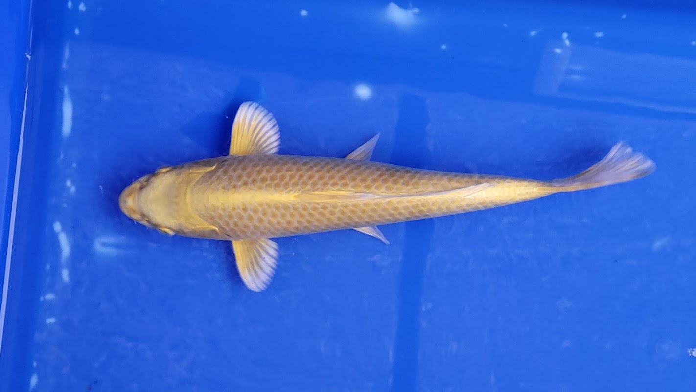 EcoSystem Koi photo 1