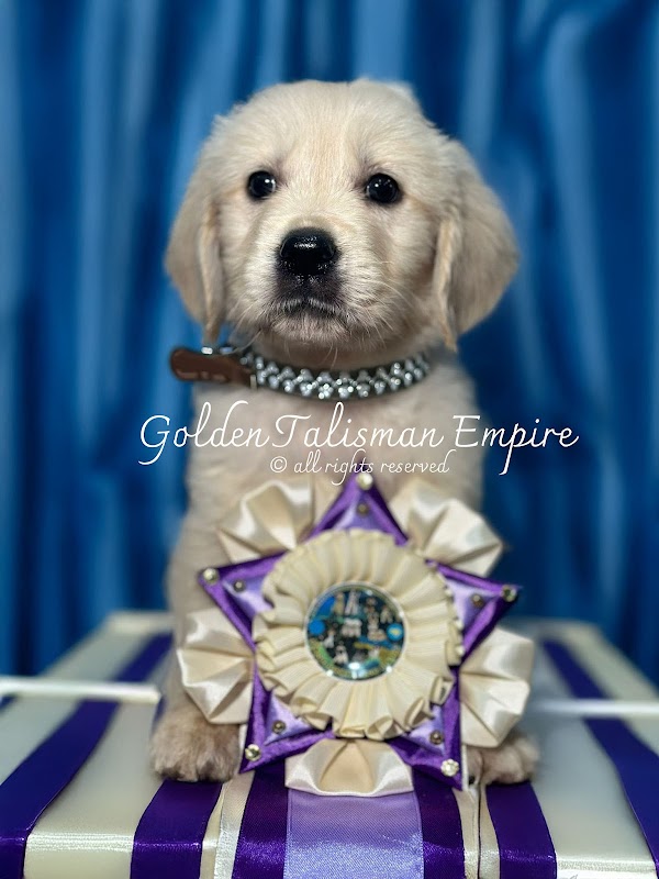 Golden Talisman Empire