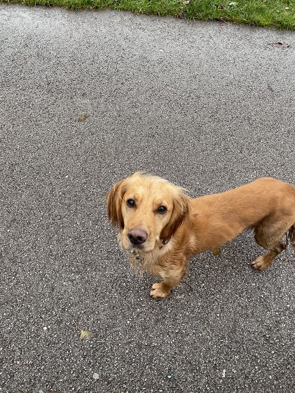 Doggie Days photo 2