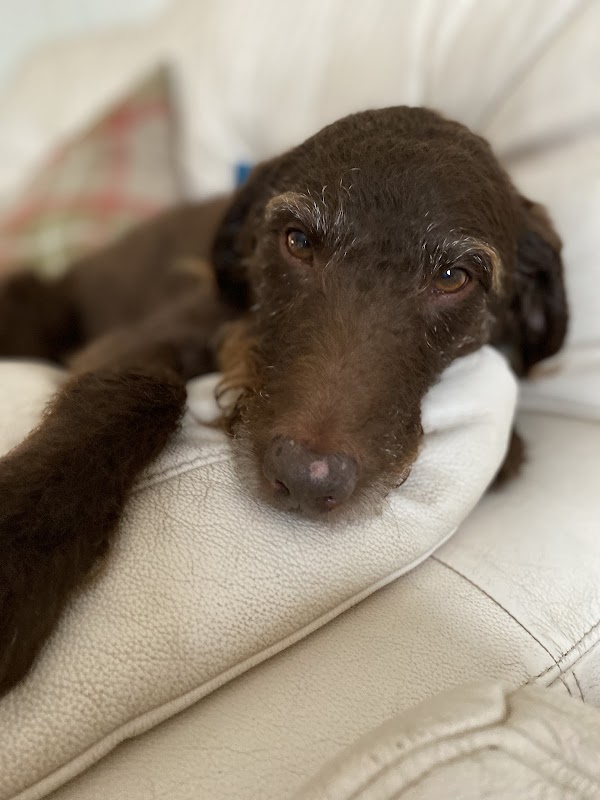 Doggie Days photo 3