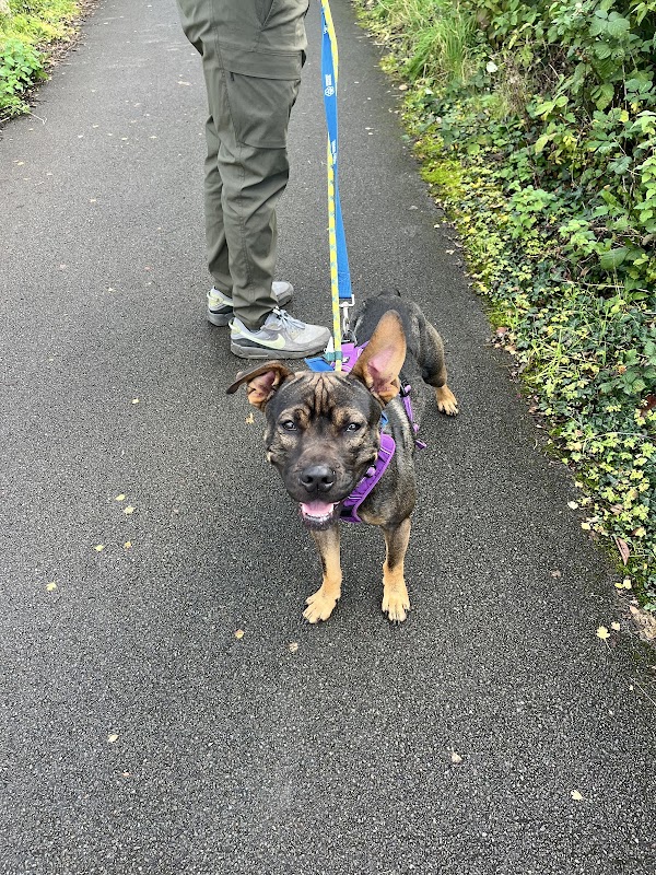 Cardiff Dogs Home photo 2