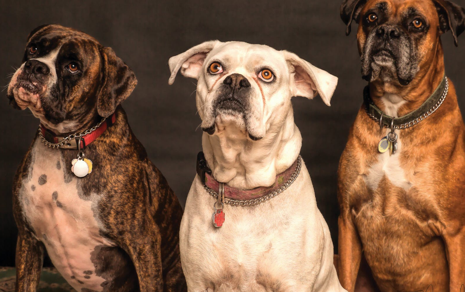 Cardiff Dogs Home photo 3