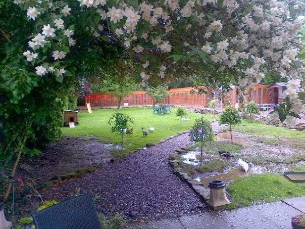 LINGFIELD LUXURY CATTERY. "FAB" Listed. Members of International Cat Care!
