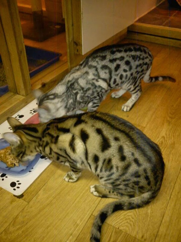 LINGFIELD LUXURY CATTERY. "FAB" Listed. Members of International Cat Care! photo 1