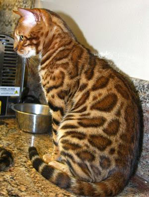 LINGFIELD LUXURY CATTERY. "FAB" Listed. Members of International Cat Care! photo 3