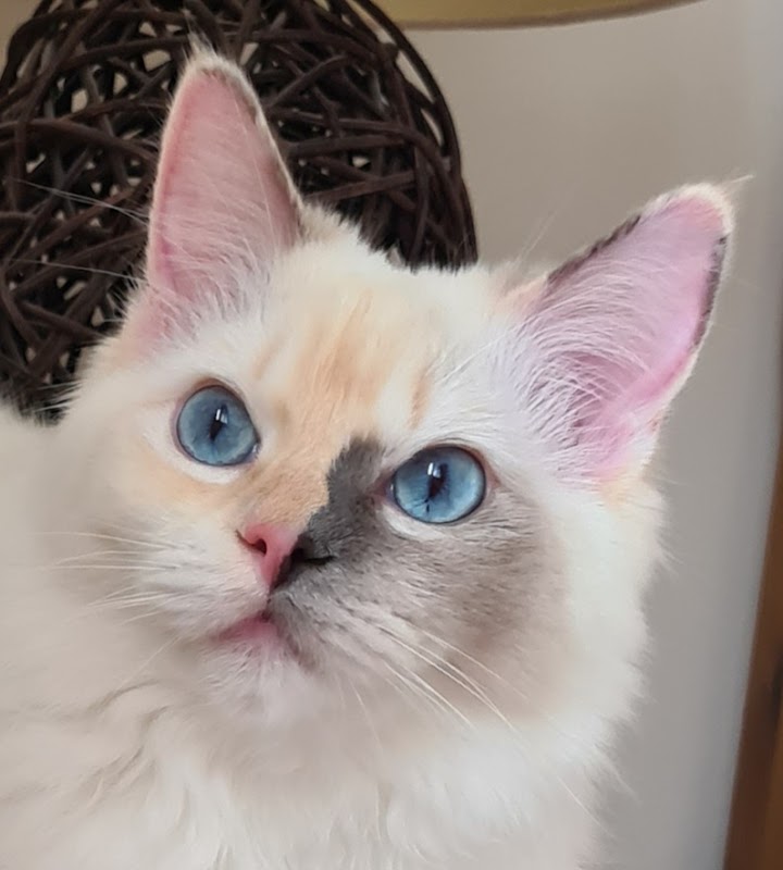 Chelsangel Ragdolls( formerly Chelsangel Siamese, Orientals and Ragdolls)