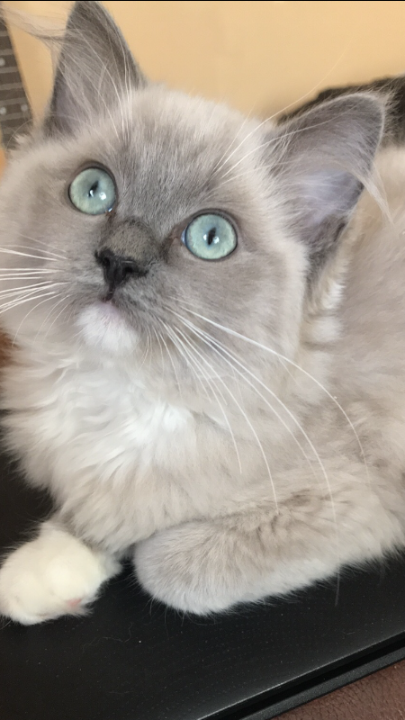 Chelsangel Ragdolls( formerly Chelsangel Siamese, Orientals and Ragdolls) photo 2