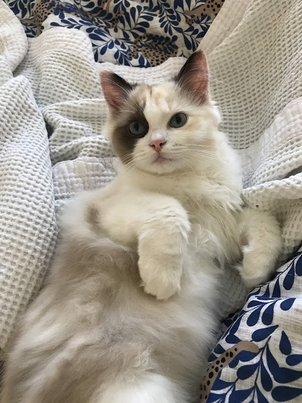 Chelsangel Ragdolls( formerly Chelsangel Siamese, Orientals and Ragdolls) photo 3
