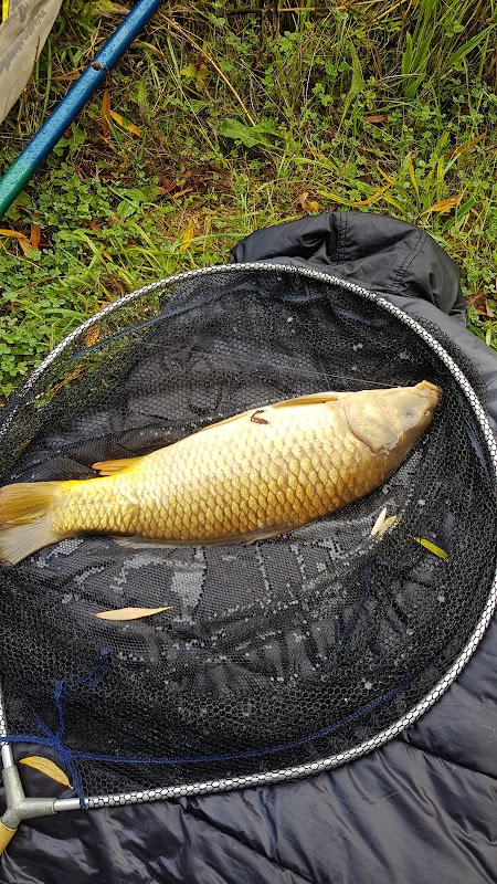Attleborough Fish Farm photo 3