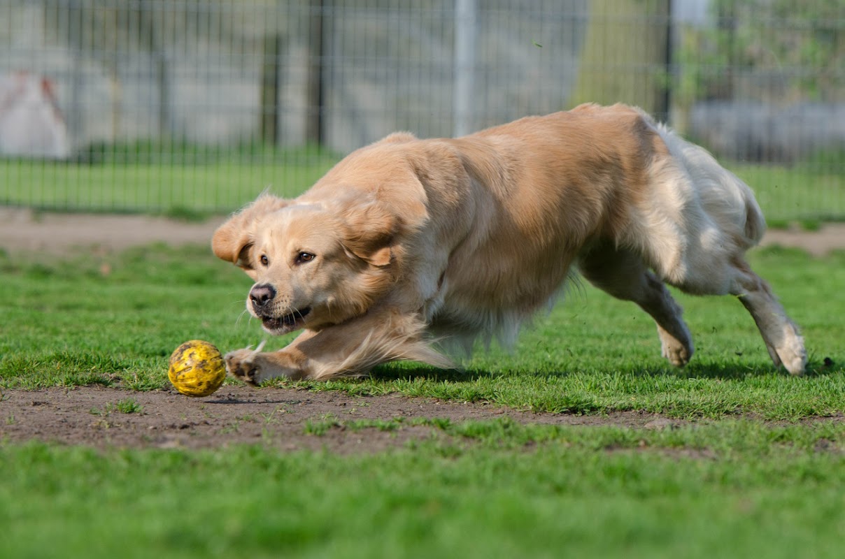 Haycroft Kennels