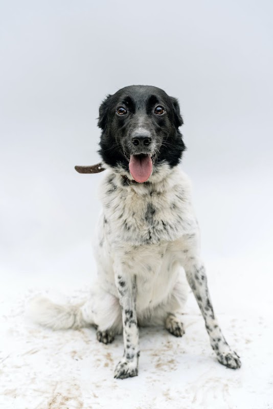 Haycroft Kennels photo 3