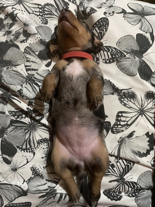 The Dapple Dachshunds Nottinghamshire